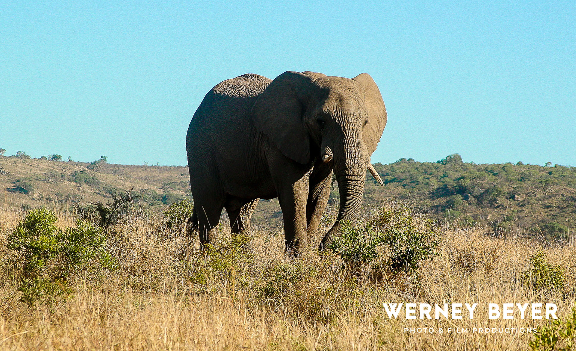 Afrikanischer Elefant, Südafrika
